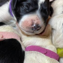 Labradoodle Puppies from Tyson's Farm Doodles