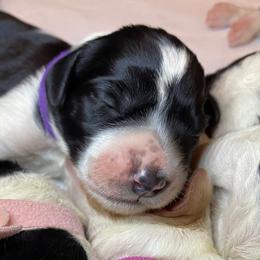 Labradoodle Puppies from Tyson's Farm Doodles