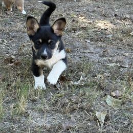 Birdie - Black and tan female Pembroke Welsh Corgi puppy in Cooper, Texas from S7 Corgis and Chaos
