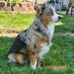 Snickers - Toy Australian Shepherd