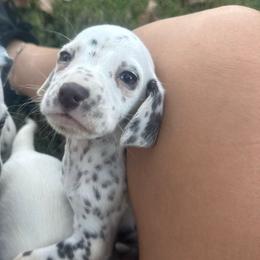 Auburn - White and liver brown female Dalmatian puppy in Bremen, Georgia from Clark’s Dalmatians