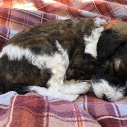 Bernedoodle, Goldendoodle, and Poodle Puppies from Scarlett Pups
