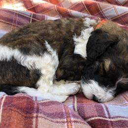Bernedoodle, Goldendoodle, and Poodle Puppies from Scarlett Pups