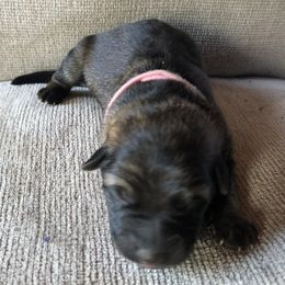 Ayla - Black and tan female German Shepherd puppy in Blairsville, Georgia from Black Sheep German Shepherds