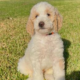 James - Parti male Goldendoodle puppy in Pasadena, Texas from Toledo Creek Doodles
