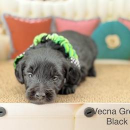 Vecna - Black male Goldendoodle puppy in Taylor, Michigan from Mi Best Doodle Ever, LLC