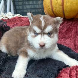 Dexter - Red and white male Siberian Husky puppy in Ravena, New York from Osiris’s Siberians & Pomskies