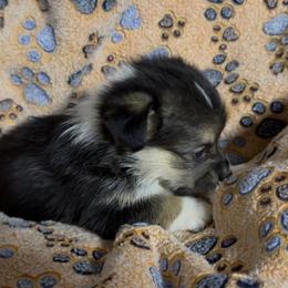 AKC Yellow Duck - Black and tan female Pembroke Welsh Corgi puppy in Summerfield, Florida from Promise Land Farm