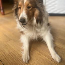 Dot - Sable and white female Shetland Sheepdog puppy in Rockville, Maryland from Robin Rice