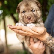 Puppy 1 - Red and white male Gerberian Shepsky puppy in Louisville, Kentucky from Arsen's Purebreds & Hybrids