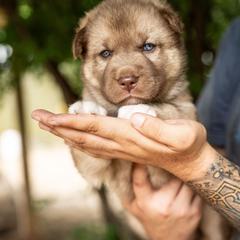 Puppy 1 - Red and white male Gerberian Shepsky puppy in Louisville, Kentucky from Arsen's Purebreds & Hybrids