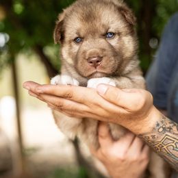 Puppy 1 - Red and white male Gerberian Shepsky puppy in Louisville, Kentucky from Arsen's Purebreds & Hybrids