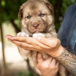 Puppy 1 - Red and white male Gerberian Shepsky puppy in Louisville, Kentucky from Arsen's Purebreds & Hybrids