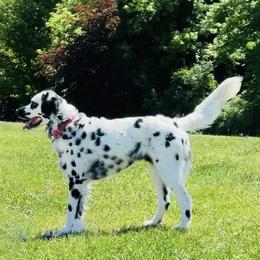 Hiro - Dalmatian