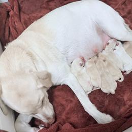 Sweetie - Yellow female Labrador Retriever puppy in Sweet Home, Oregon from Knotty Creek Labradors