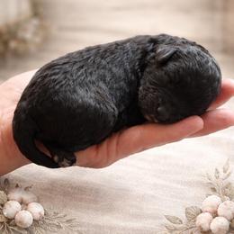 Snoopy - Black male Cavapoo puppy in Spokane, Washington from Treasured Cavaliers of the Pacific Northwest