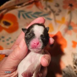 Girl 2 - Tricolor female Shih Tzu puppy in Havelock, North Carolina from Sugar Paws Heavenly Shih Tzu’s