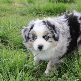 Australian Shepherd Puppies from Twisted Acres Aussies