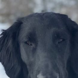 Snowy - Flat-Coated Retriever