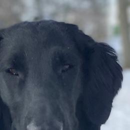 Snowy - Flat-Coated Retriever