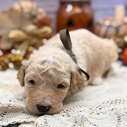 Jasper - Cream male Goldendoodle puppy in Lisbon, Ohio from Willow Lane Doodles