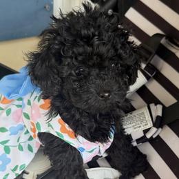 Poodle Puppies from Tiny Toy Poodles