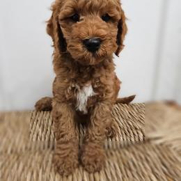 Navy Blue Boy - Red male Labradoodle puppy in Payson, Utah from Utah County Labradoodles