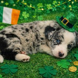 Rocker - Blue merle and white male Cardigan Welsh Corgi puppy in Kerens, West Virginia from Leather & Lace