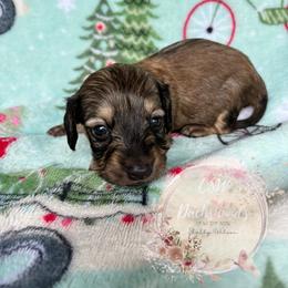 Dachshund Puppies from CSW Dachshunds