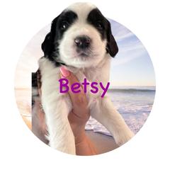Betsy - Springerdoodle puppy from SpringerDoodles at the Beach