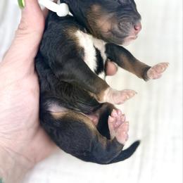 White collar male - Tri-color male Bernedoodle puppy in Crete, Illinois from Plum Valley Pups