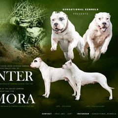 Dogo Argentino puppies from Savs_sk9