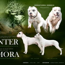 Dogo Argentino puppies from Savs_sk9