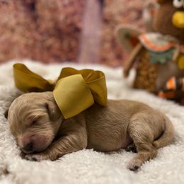 Jingle - Apricot female Goldendoodle puppy in The Woodlands, Texas from Gracie's Goldendoodles and Bernedoodles