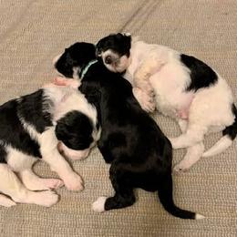 Goldendoodle, Golden Retriever, and Sheepadoodle Puppies from Guppy Puppies