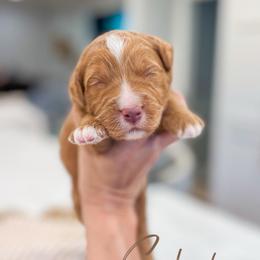 Schroder - Red male Bernedoodle puppy in Sulphur, Louisiana from Curly Q’s Of Carlyss