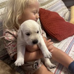 Girl 3 - Labrador Retriever puppy in Taylor, Texas from Faithful Labs