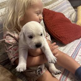Girl 3 - Labrador Retriever puppy in Taylor, Texas from Faithful Labs
