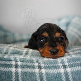 Tucson - Dapple male Dachshund puppy in Temecula, California from Naomi Magee's Dachshund Kennel