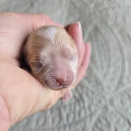 Boy 1 - Cream male Maltipoo puppy in Tulsa, Oklahoma from Sunset Farm (Formally Florida)