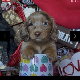 Toto - Dapple male Dachshund puppy in Floresville, Texas from Muddy River Dachshunds
