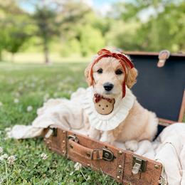 Dixie - Cream female Goldendoodle puppy in Ooltewah, Tennessee from Allison Family Doodles