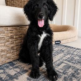 Juan - Black and white male Aussiedoodle puppy in Greensboro, North Carolina from Glendale Doodles