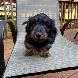 Kane - Black and tan male Dachshund puppy in Wisconsin from Three K Miniature Dachshunds