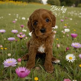 Becky - Red female Cavapoo puppy in Miami, Florida from Mario’s Pups