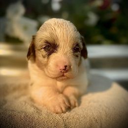Rosetta (2800) - White merle female American Corgi puppy in Valley, Washington from Corgis of the Mountain Valley
