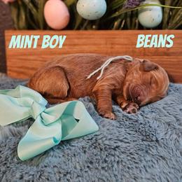 Beans - Red  male Goldendoodle puppy in Haughton, Louisiana from Bailey’s Cajun Canines