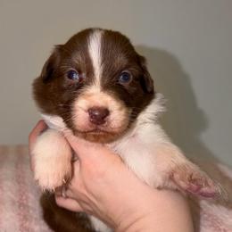 Winter - Red tri-color female Australian Shepherd puppy in Anniston, Alabama from All Hale Aussies