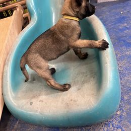 Girl 3 - Black brindle Dutch Shepherd puppy in Sierra Vista, Arizona from KnightWatch K-9
