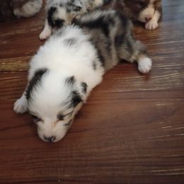 Australian Shepherd Puppies from Melick Kennels